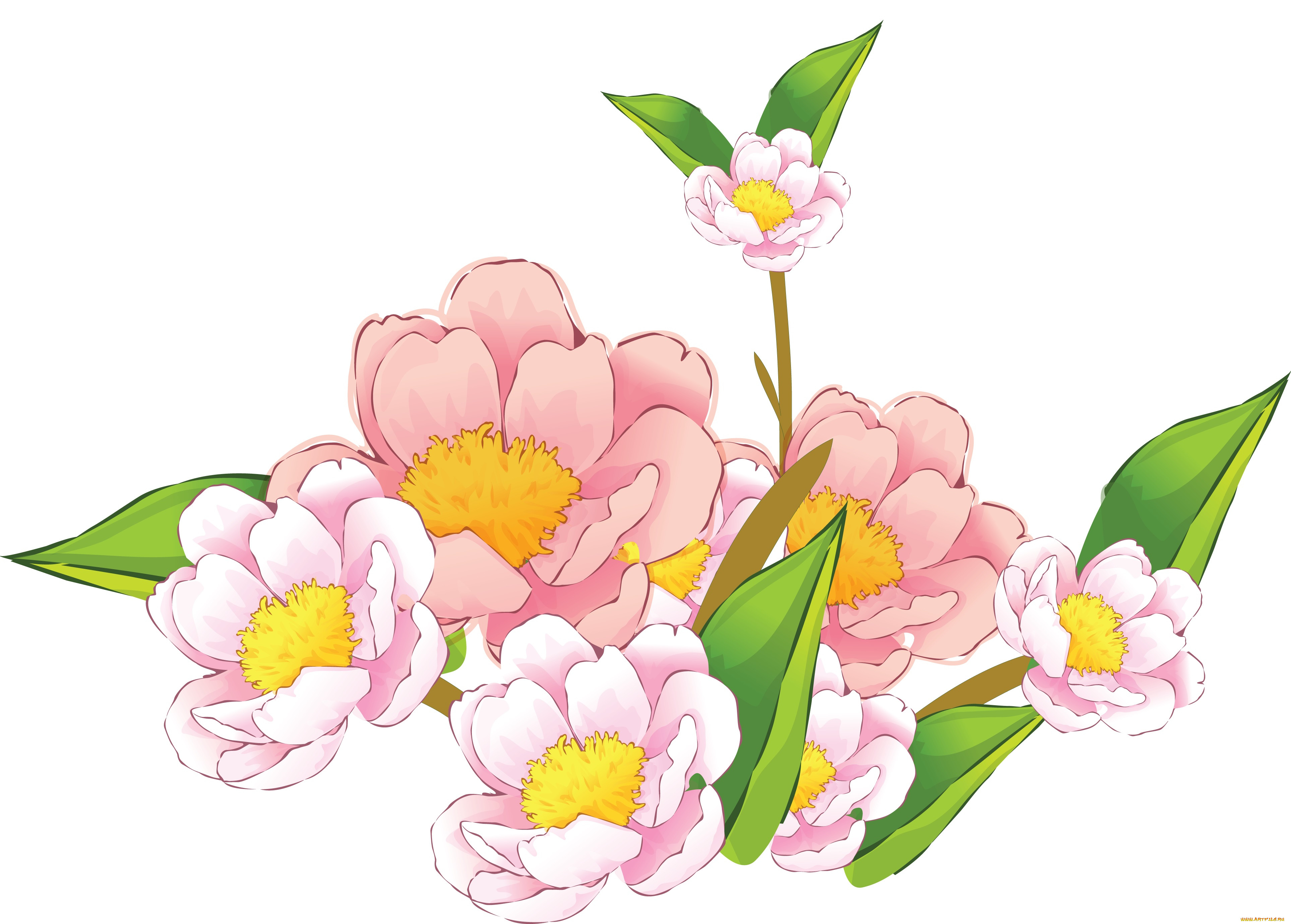  ,  , flowers, , 